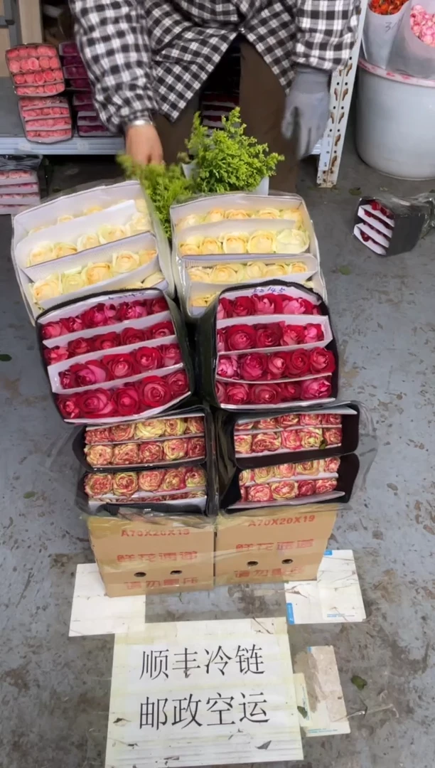 苹果杰克20枝+冰上芭蕾20枝+香槟20枝+黄莺