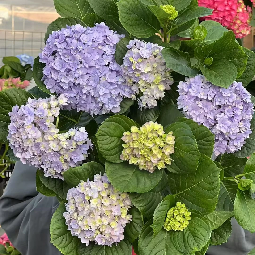 虹越绣球 |“菲琳娜”带花庭院花园室内室外绣球苗多年生达人专属