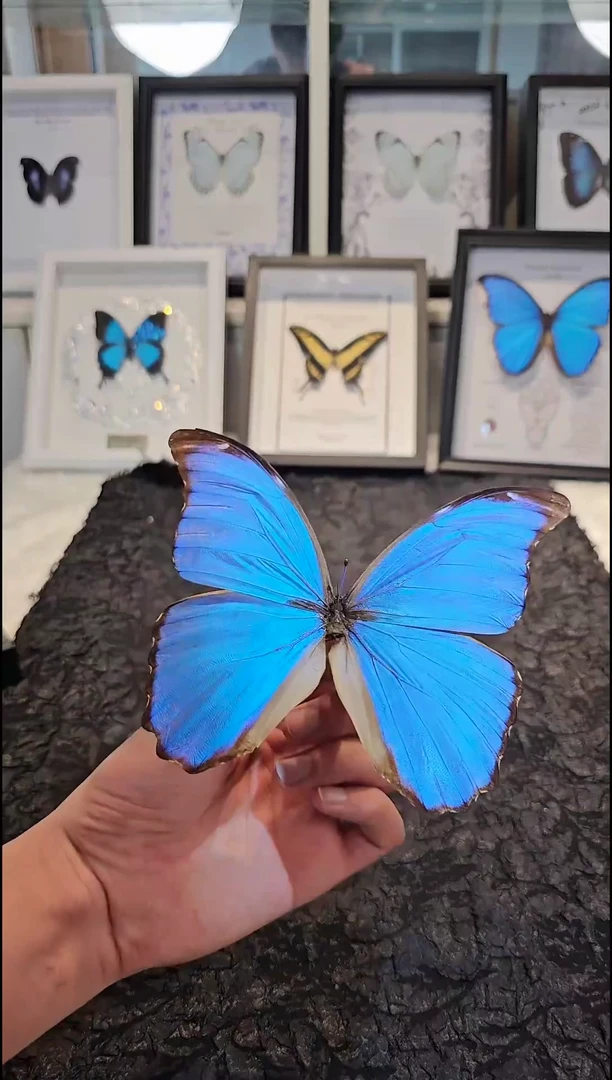 蝴蝶标本一物一拍