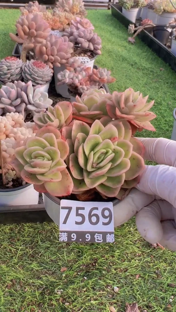 【闪购商品】信福多肉一物一拍