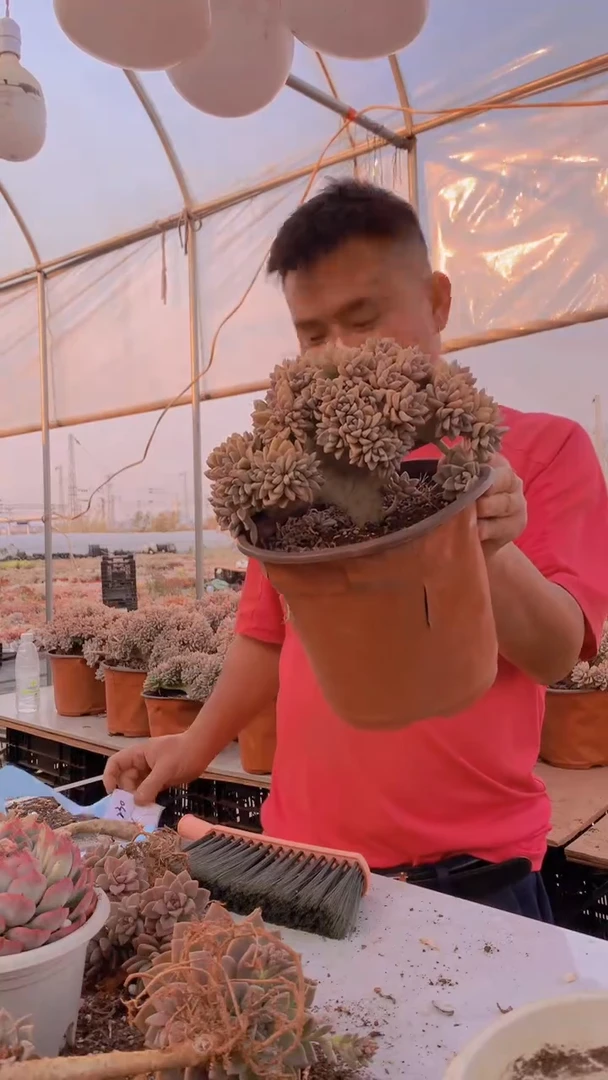 【闪购商品】缀化230