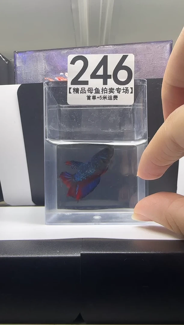 斗鱼母鱼编号：246
