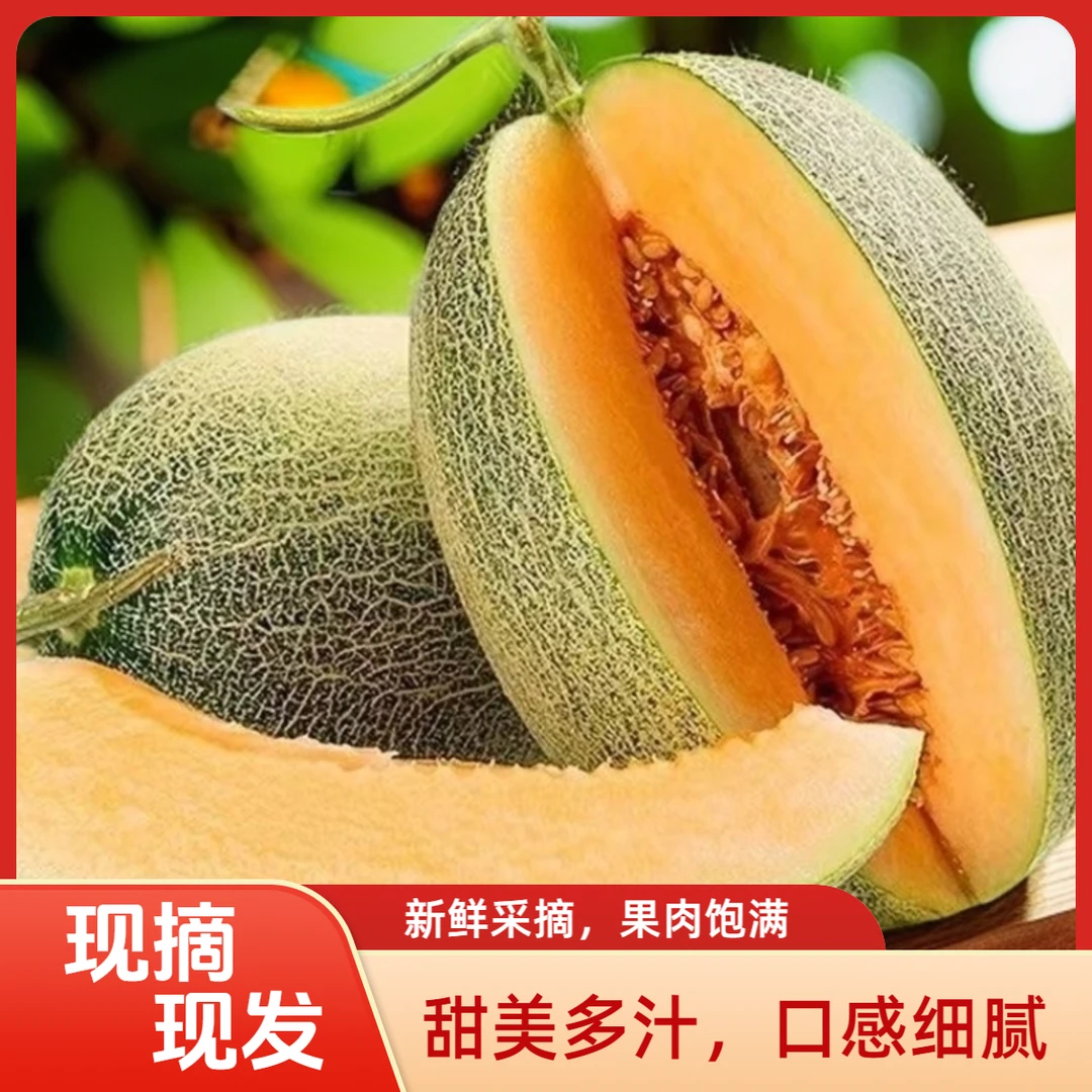 【正宗哈密瓜】现摘现发皮薄肉厚甜蜜多汁脆甜新鲜采摘头茬当季水果