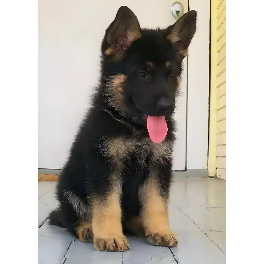 （可乐德牧）T狗狗活体