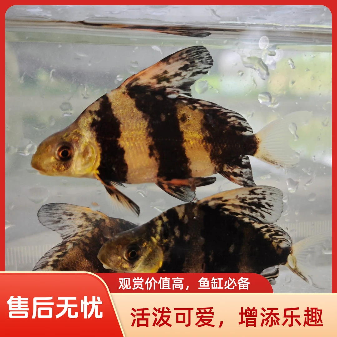 一帆风顺美人鱼淡水冷水观赏鱼活体清洁工具鱼好养易活