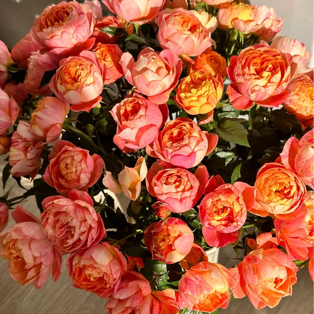 加购【狂欢果汁】玫瑰 满足2单正价包邮条件再拍加购 单拍需补运费