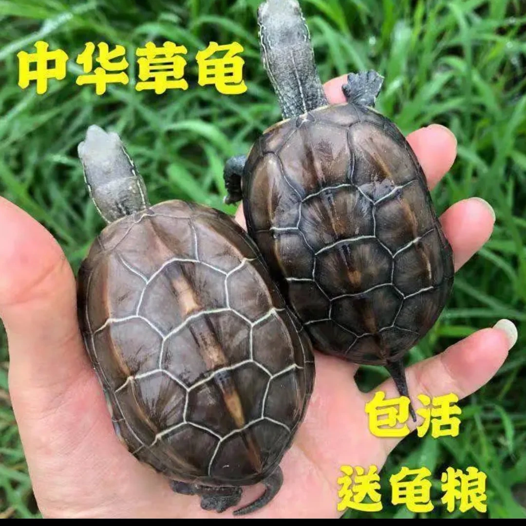 【每只4-5厘米】4只正宗外塘中华草龟墨龟乌龟金结草龟包活15天