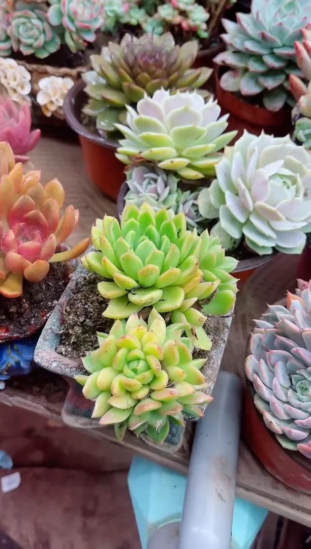彩*?11061多肉植物一物一拍