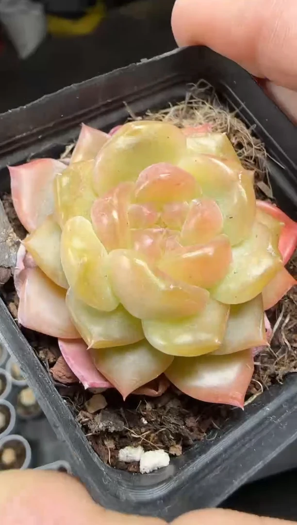 【闪购商品】一物一拍0217—25