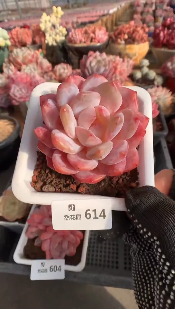 614雪天使多肉植物一物一拍