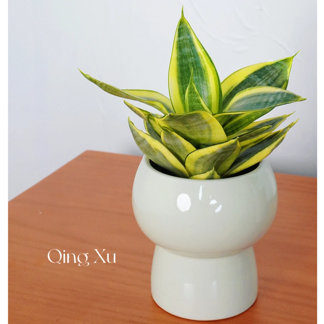 哈尼虎皮兰盆栽室内花卉绿植吸甲醛防辐射净化空气