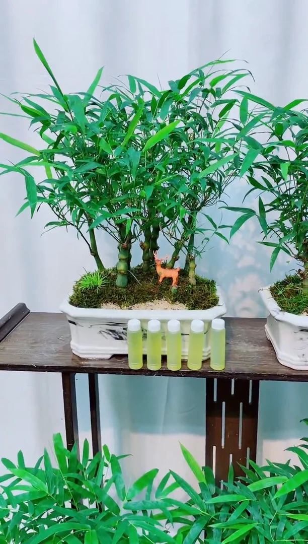 无花朵竹子盆景竹子盆景