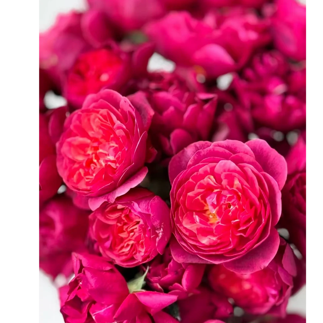 【樱桃果汁】多头玫瑰鲜花/花束  云南鲜花基地直发