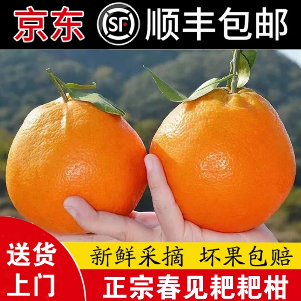 【顺丰/京东包邮】四川春见耙耙柑新鲜水果当季热卖丑橘子耙耙柑