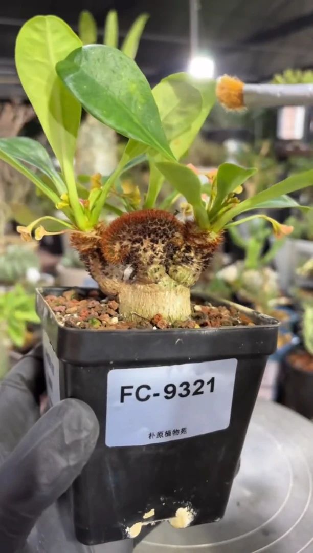 缀化象鼻大戟FC-9321