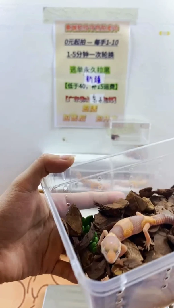 豹纹守宫豹纹守宫幼苗亚成体成体肥尾