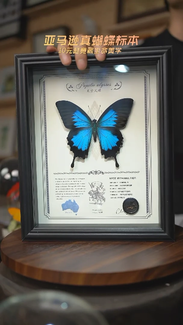 有机玻璃天堂凤蝶虫逢艺术款10寸曲边框