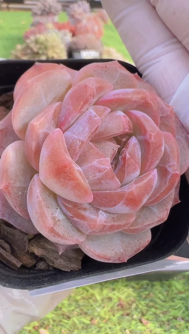 【闪购商品】信福多肉一物一拍