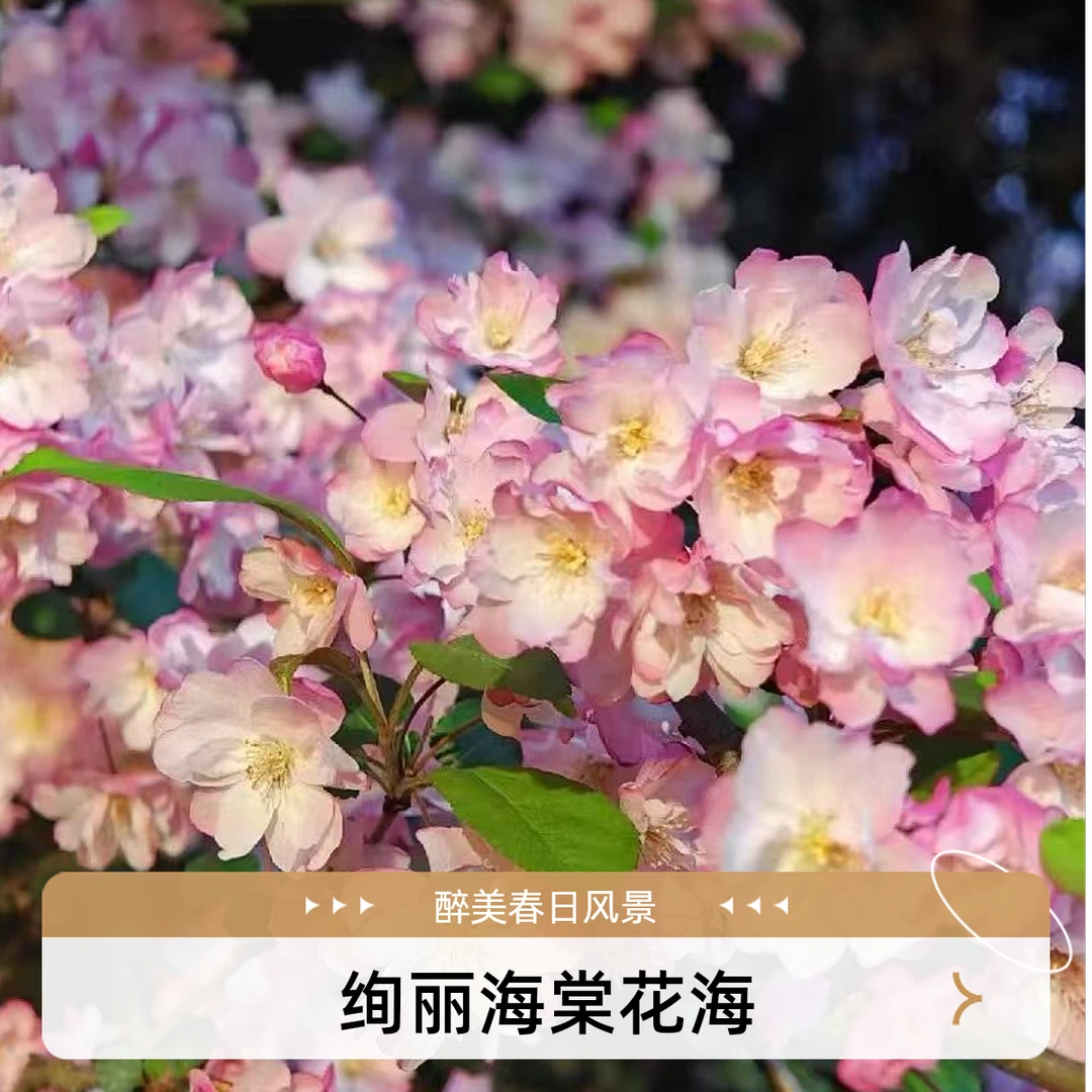 西府海棠树苗高杆垂丝海棠花耐寒耐晒苗木春季花卉庭院种植好养活