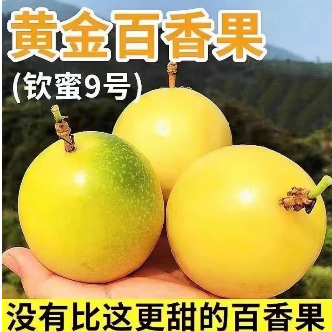 【巨无霸百香果】正宗钦蜜九号黄金百香果广西新鲜大果当季水果
