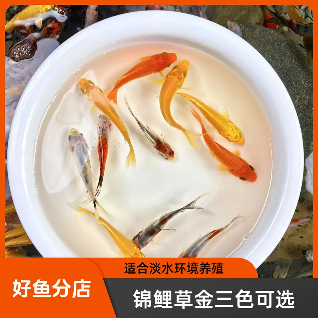 稍大三色混搭 黄金锦鲤鹦鹉鱼红草金观赏鱼冷水鱼小金鱼好养好活