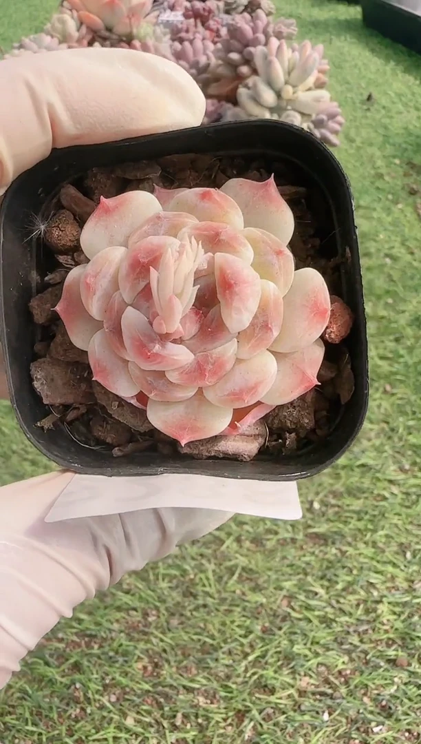 【闪购商品】信服多肉一物一拍