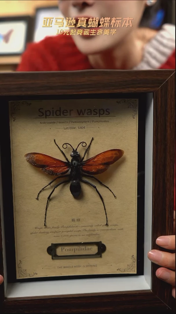 蛛蜂标本8寸复古框