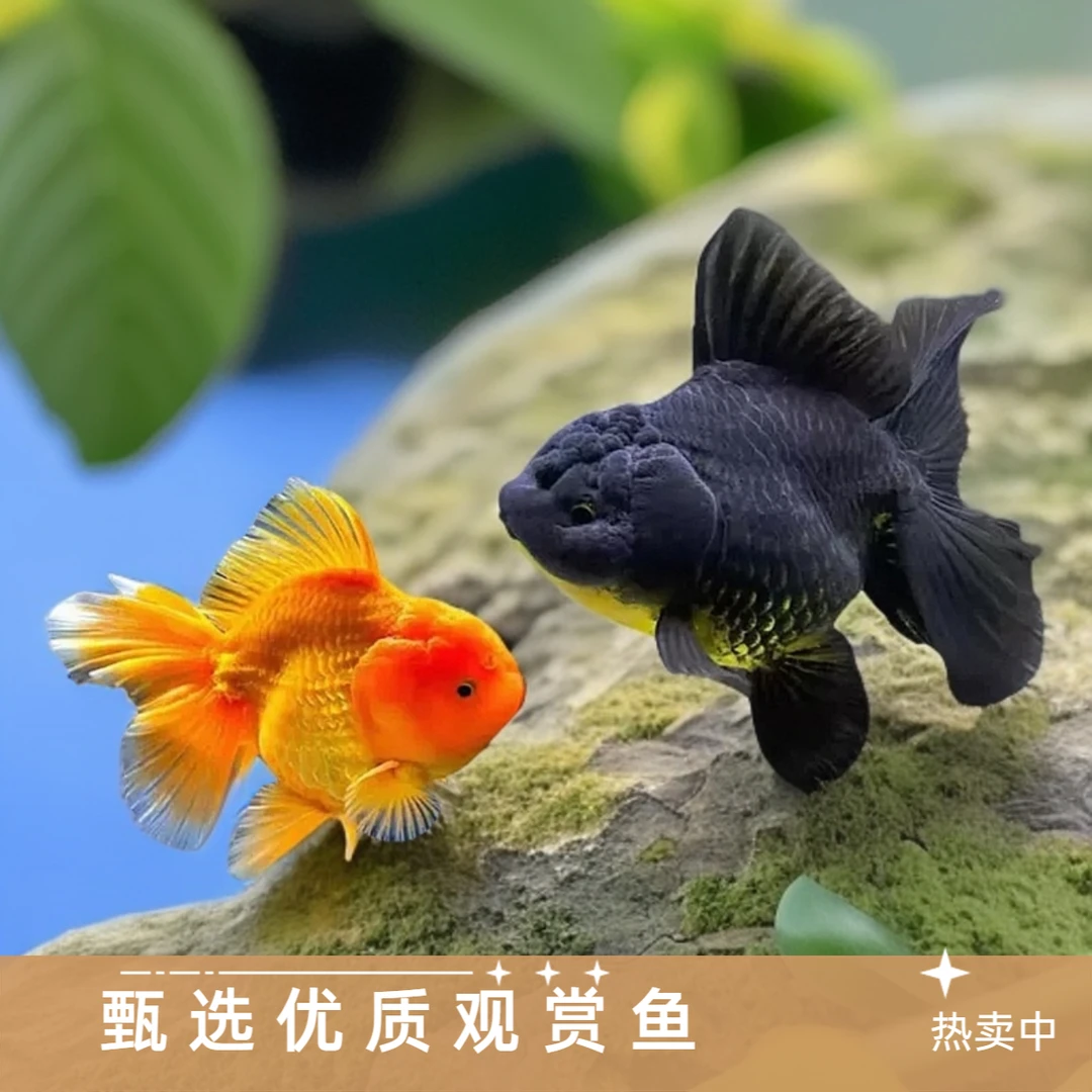 福袋金鱼观赏鱼随机发货一条包邮不包损