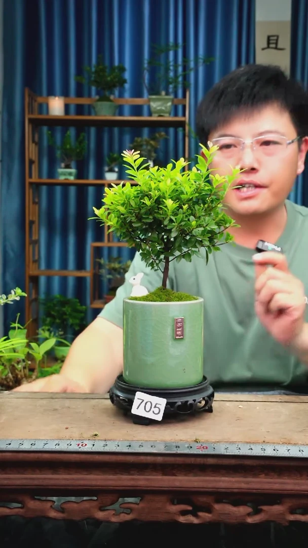 无花朵苔藓微景观705号