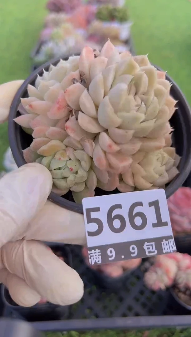 【闪购商品】信福多肉一物一拍