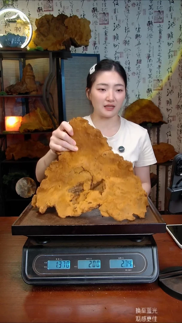 松针层孔菌中国大陆【藏区】松树桑黄（2.89斤）40-50年份