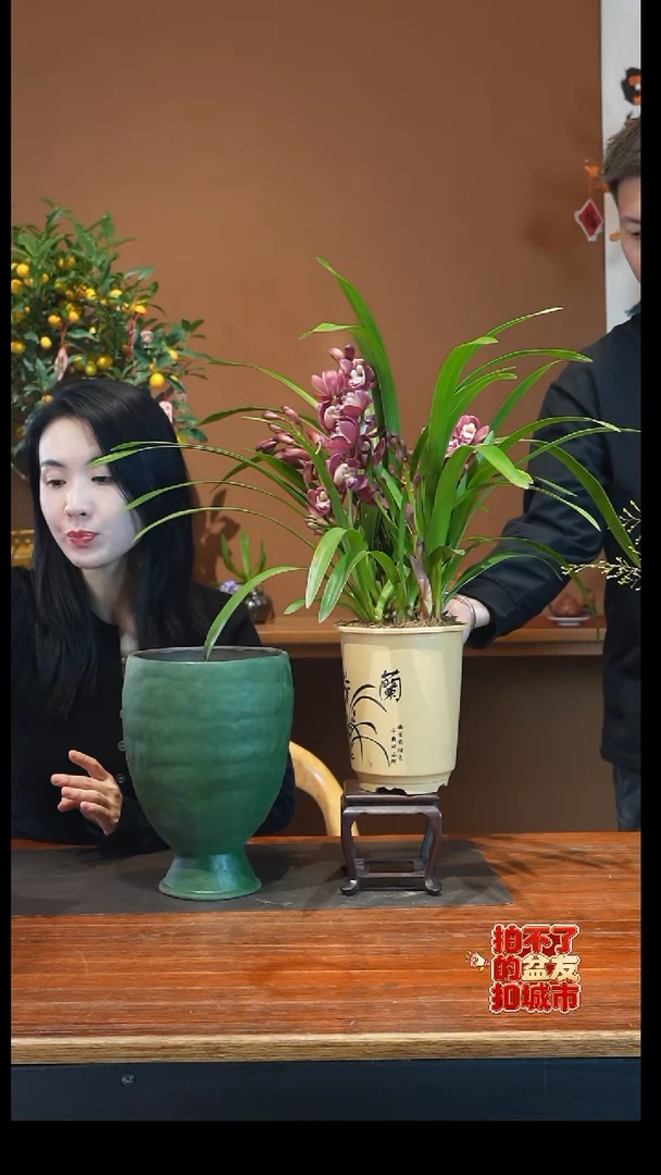 全部花朵手****）红宝石杏色