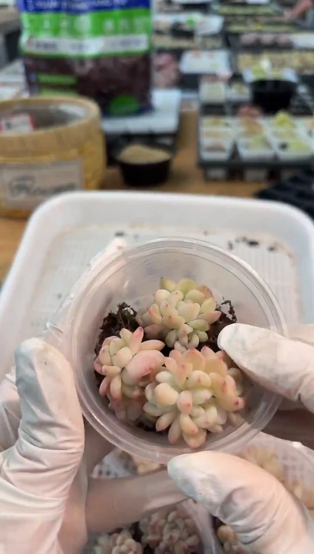 T秃/3头  3颗量拍多肉植物