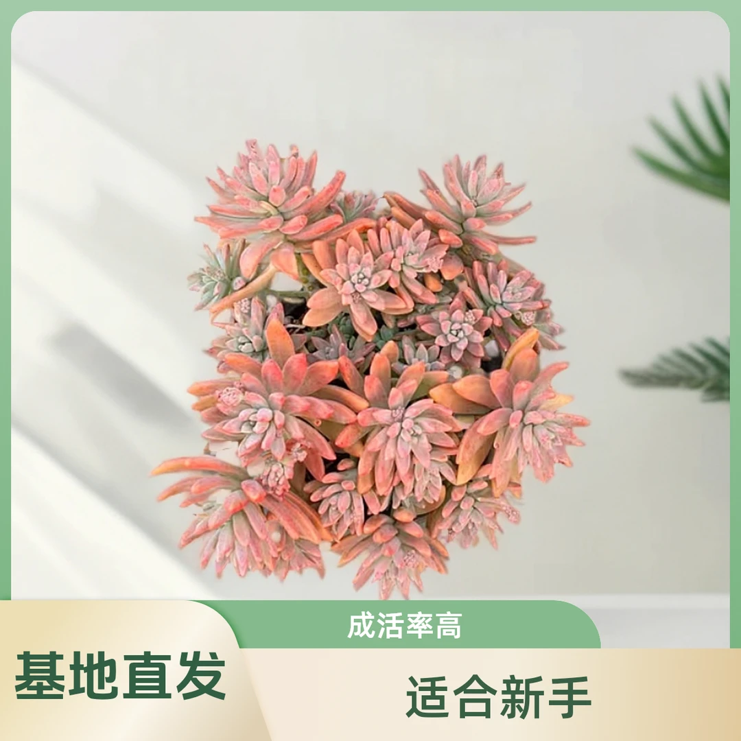 挚爱 秋丽【不带盆土】 多肉植物