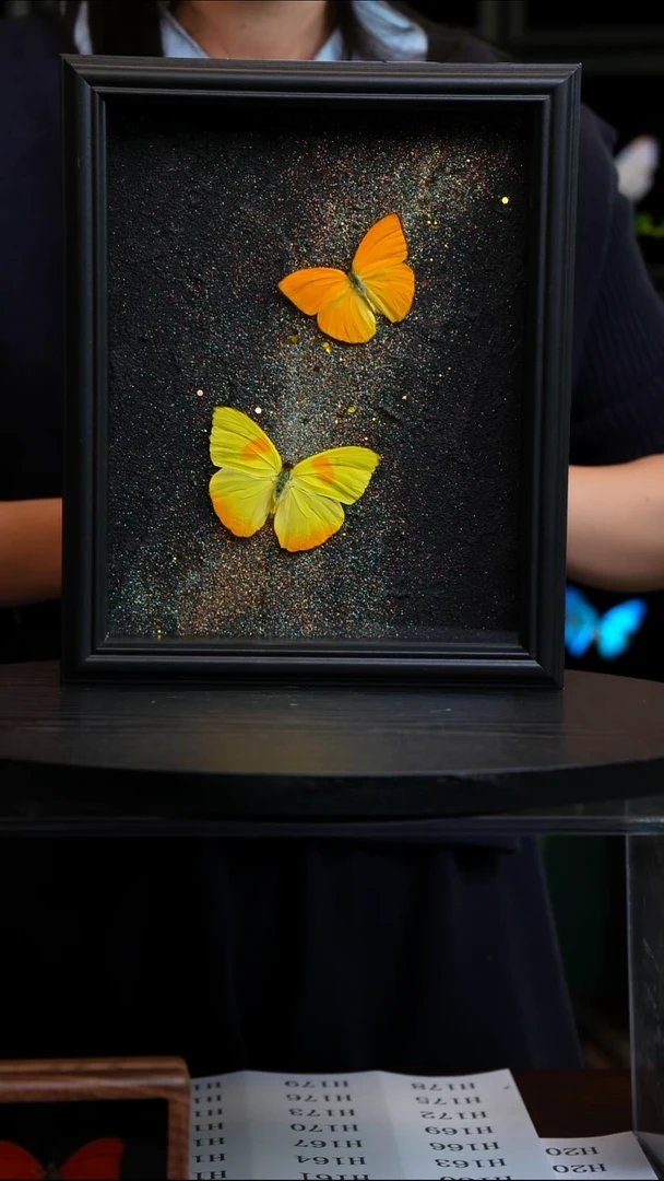 杏菲粉蝶+黄纹菲粉蝶银河款10寸