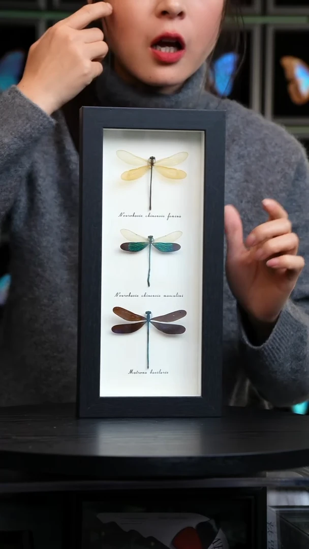 三色蟌标本摆件竖框