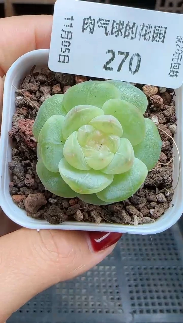 1105-270星月麦秆群不包整哦
