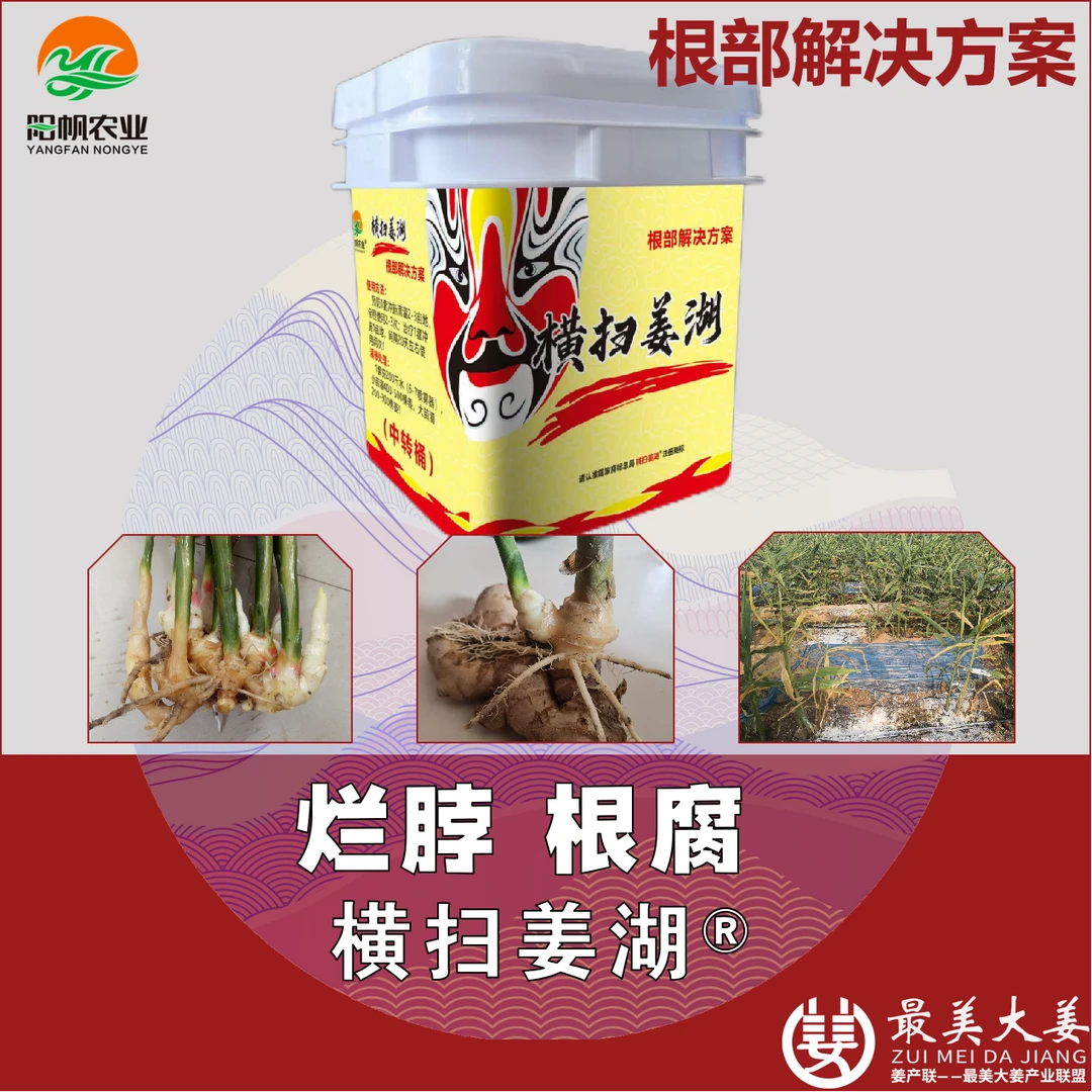 横扫姜湖防治烂脖根腐茎基腐病杀菌加修复