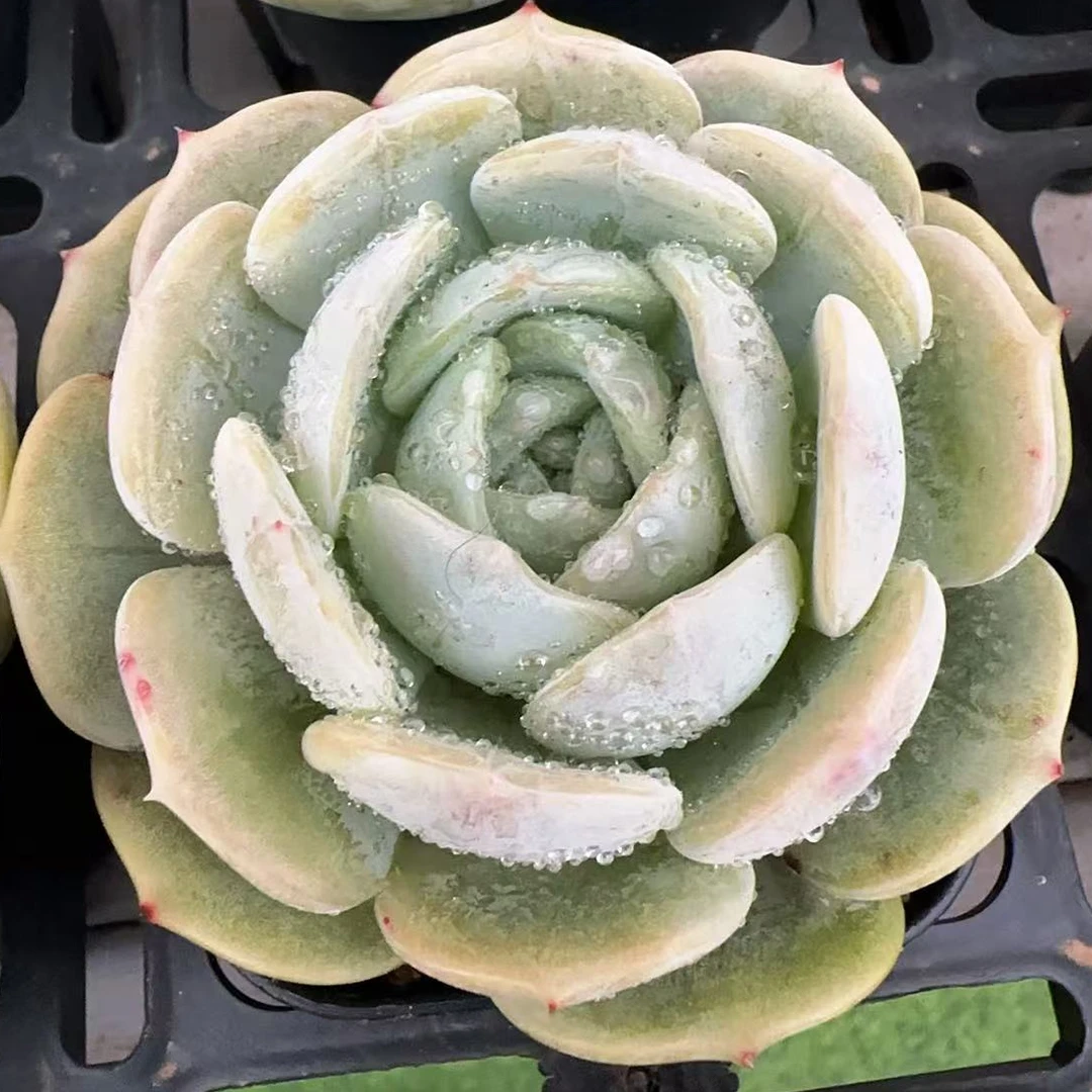 劳林单头（6.cm）脱土金先生精品多肉