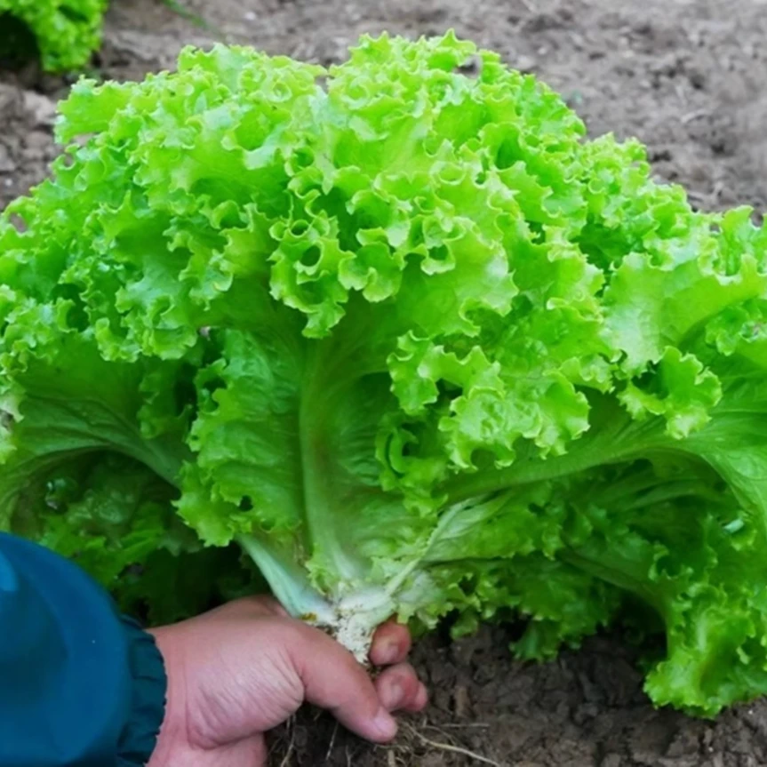 【全店满五包包邮】四季玻璃生菜种子奶油生菜蔬菜沙拉