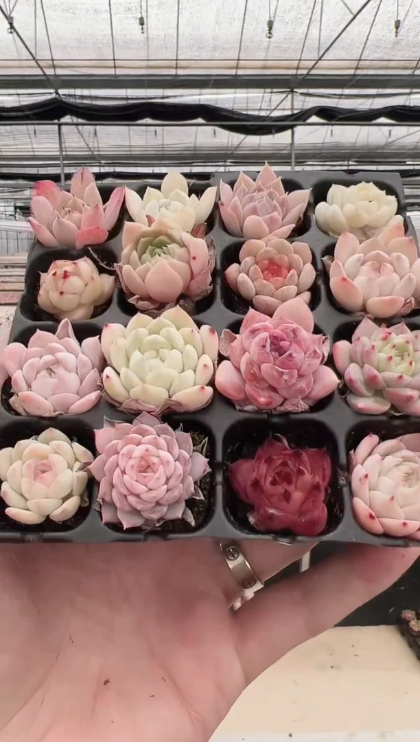 【闪购商品】穴盘-69