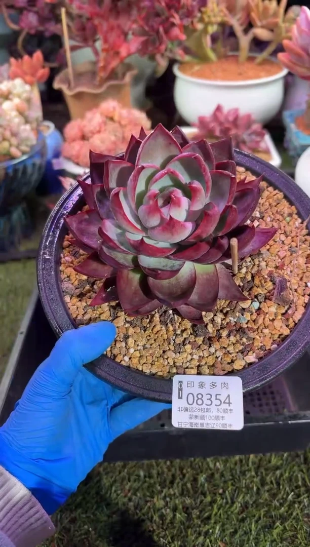 【闪购商品】08354