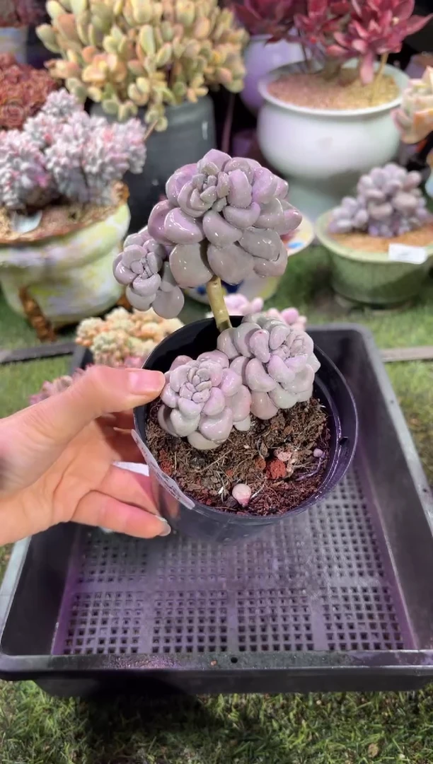 【闪购商品】04586