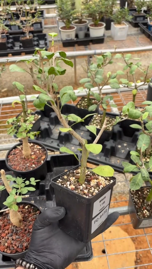 扦插舍特达利FC-9172