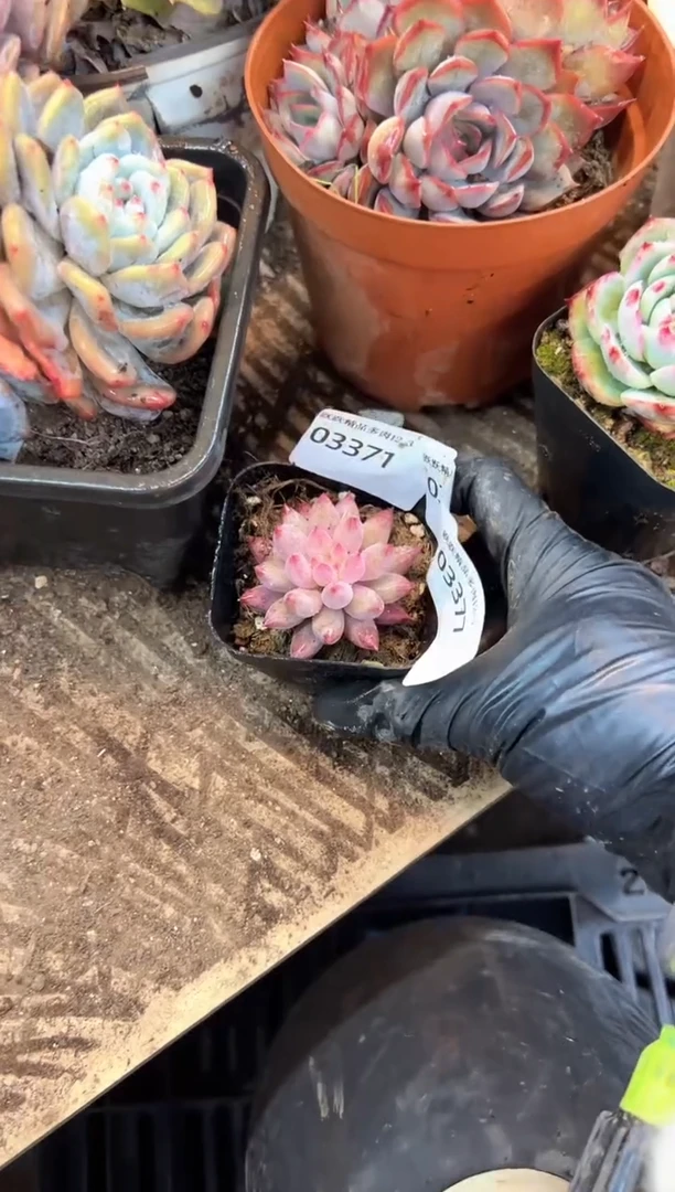 多肉植物一物一拍03376.377