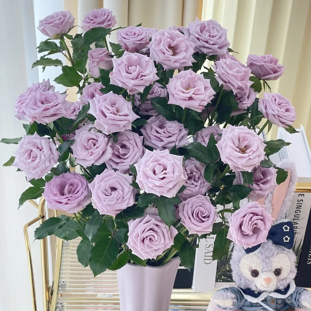 【九星蓝狐 多头玫瑰 鲜切花 /全场任意满两单及以上鲜花包邮发货】