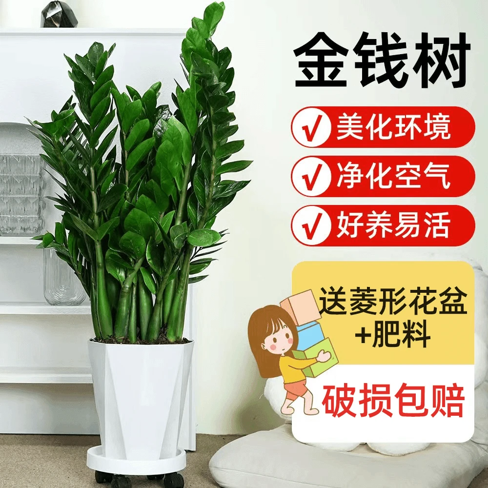 【不含底托】菱形盆金钱树送肥料肥料(高约1.2-1.3米左右)