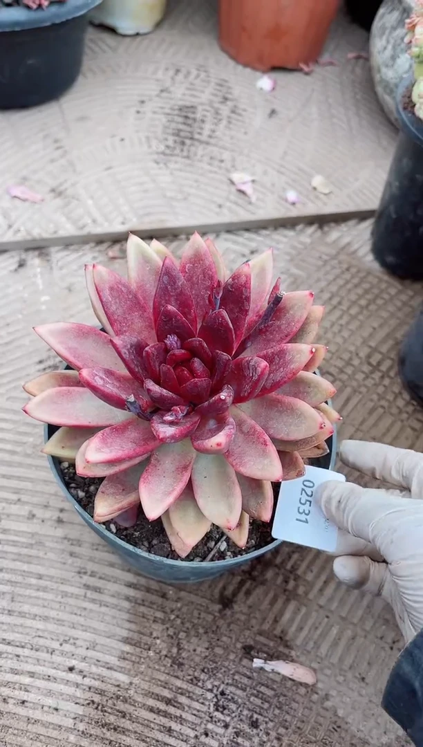 【闪购商品】03531