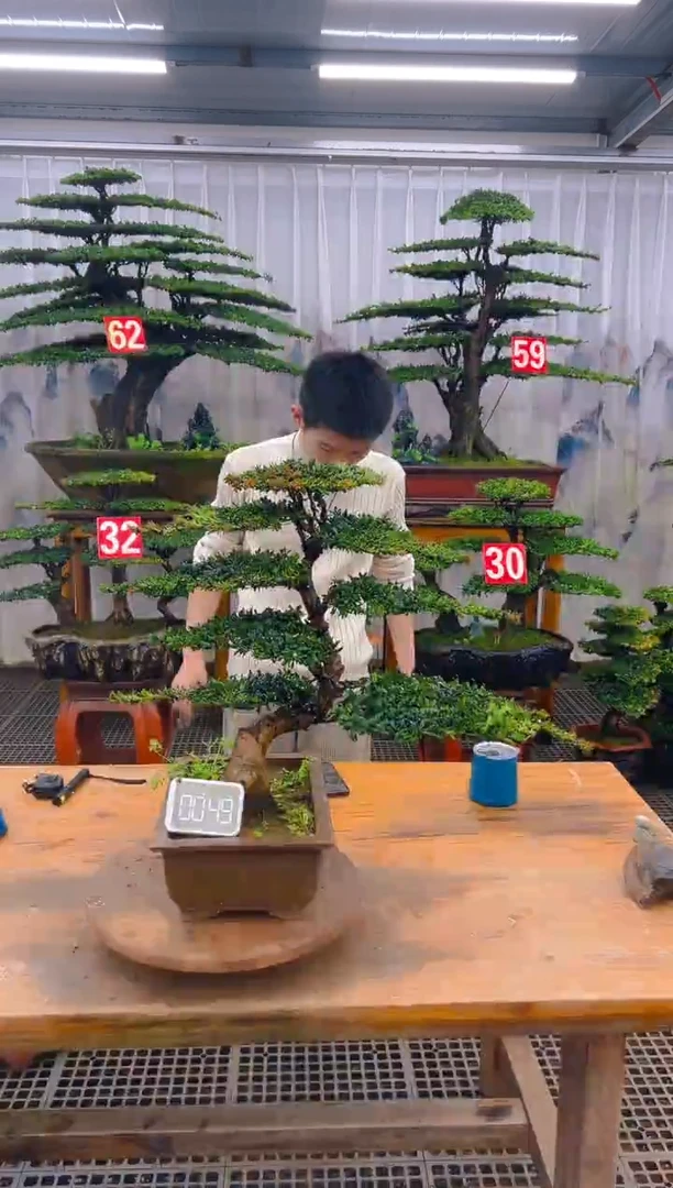 无花朵精品盆景直播间一物一拍