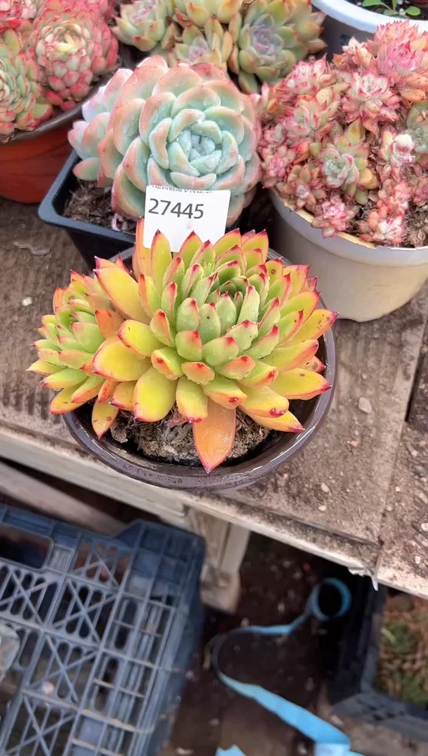 白*子多肉植物一物一拍27445